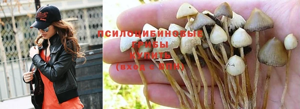 индика Абаза