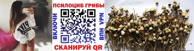 Псилоцибиновые грибы Cubensis  купить  цена  MEGA ссылки  Иноземцево 